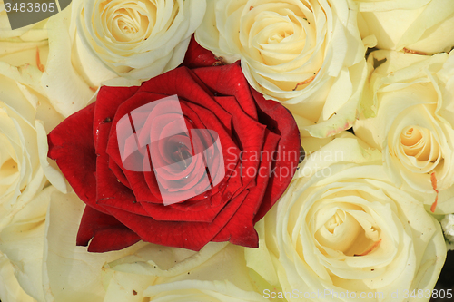 Image of red and white roses