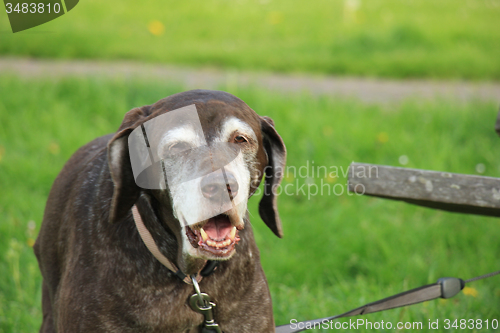 Image of Senior German Shorthaired Pointer female