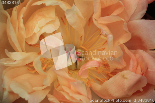 Image of Pink Peony