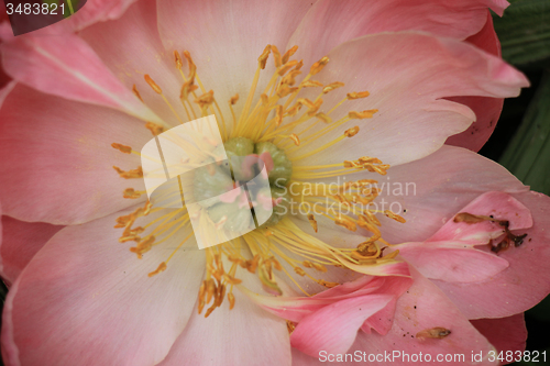 Image of Pink Peony