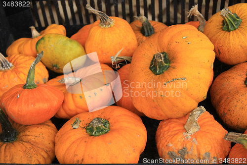 Image of Pumpkins
