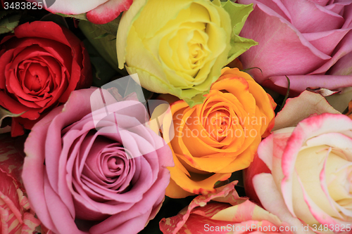 Image of Multicolored wedding roses