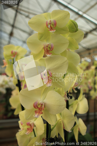 Image of Phalaenopsis orchid