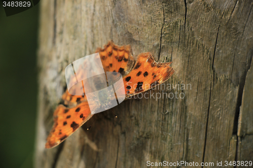 Image of Comma Butterfly