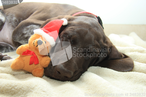 Image of Dreaming of a dog\'s Christmas