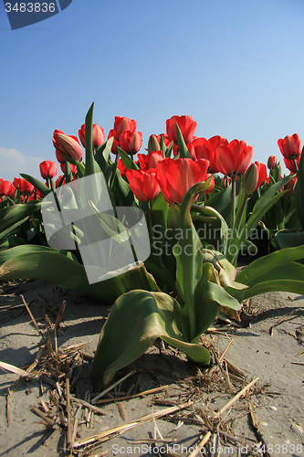 Image of Red tulips in a field