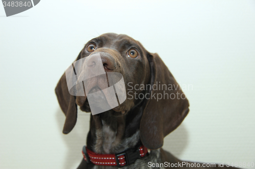 Image of German Shorthaired Pointer puppy