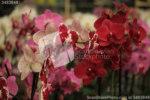 Image of Phalaenopsis orchid
