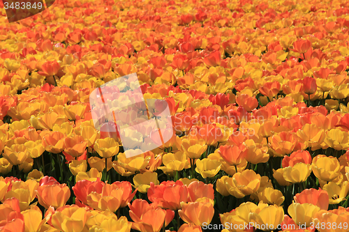 Image of Yellow and orange tulips