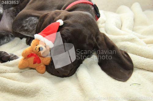 Image of Christmas Pointer