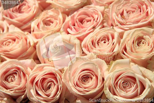 Image of Pink wedding roses