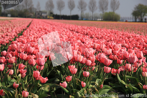 Image of Pink tulips