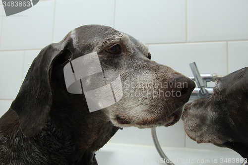 Image of Pointer in bath