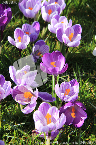 Image of Crocuses on a field