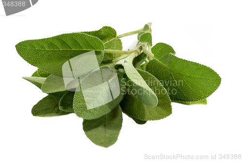 Image of Sage Leaves