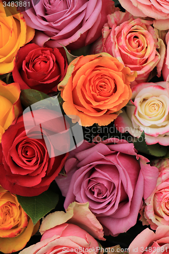 Image of Multicolored wedding roses