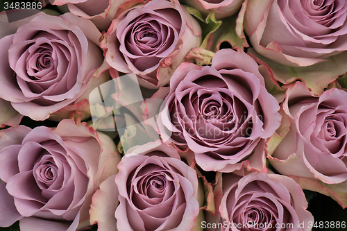 Image of purple roses