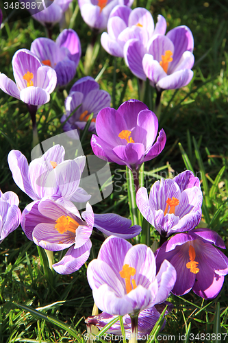 Image of Crocuses on a field