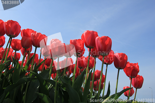 Image of Pink tulips