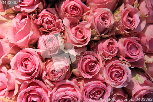 Image of Pink roses in bridal bouquet