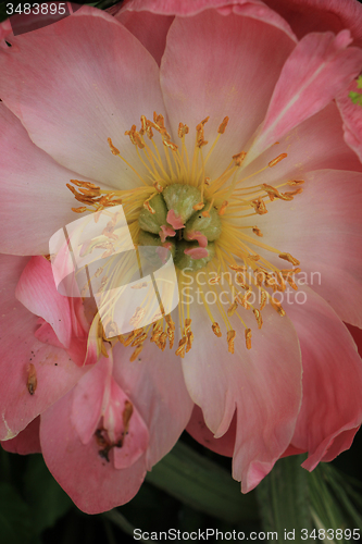 Image of Pink Peony