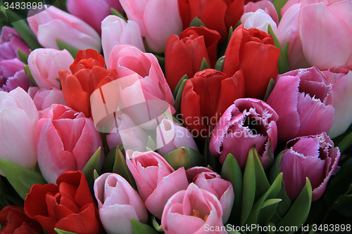 Image of Red and pink tulips