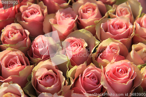 Image of Pink roses in a bridal arrangement