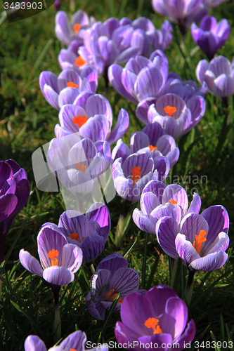 Image of purple crocuses