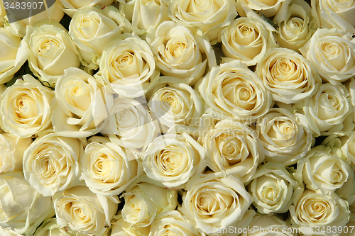 Image of Group of white roses in floral wedding decorations