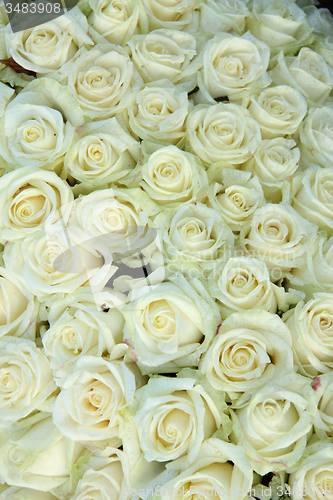 Image of Group of white roses, wedding decorations