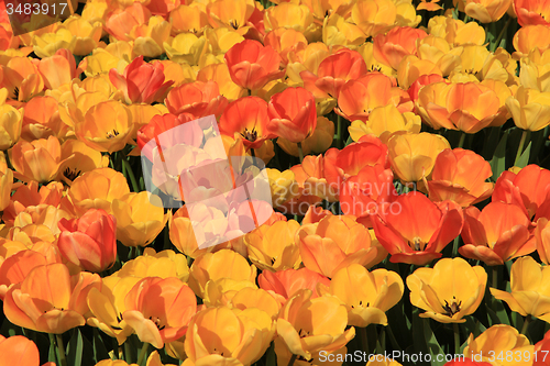 Image of Yellow and orange tulips