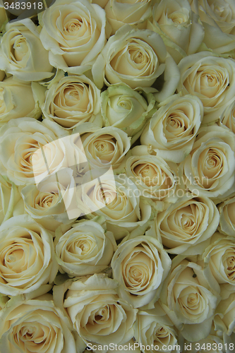 Image of White roses in bridal bouquet