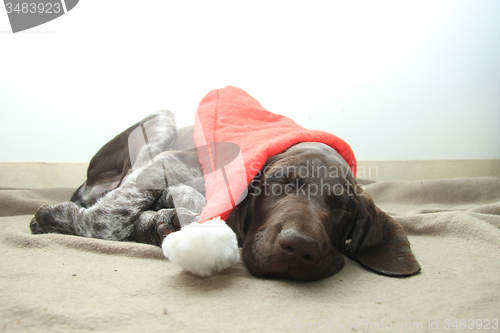 Image of Christmas Pointer