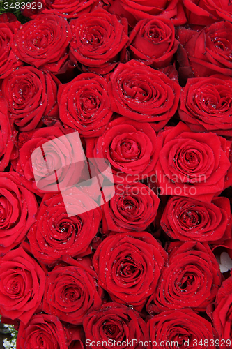 Image of Big group of red roses