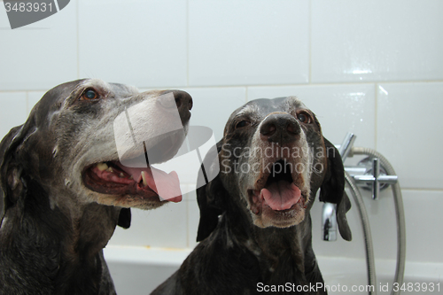 Image of Dogs in the bathtub