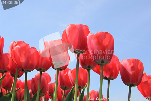 Image of Pink tulips