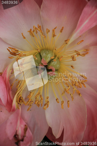 Image of Pink Peony