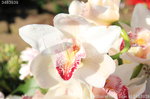 Image of White cymbidium orchids