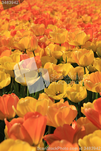 Image of Yellow and orange tulips