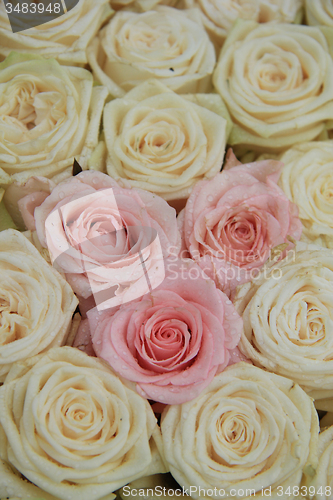 Image of white and pink bridal roses