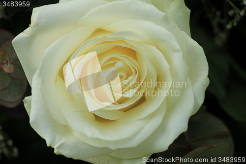 Image of white rose close up