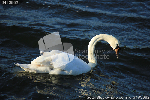 Image of Single swan