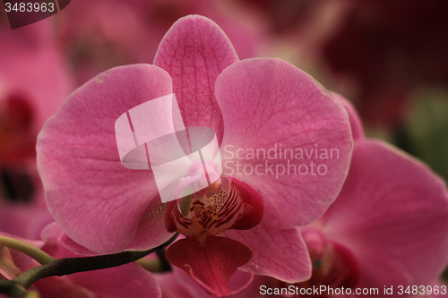 Image of Phalaenopsis orchid