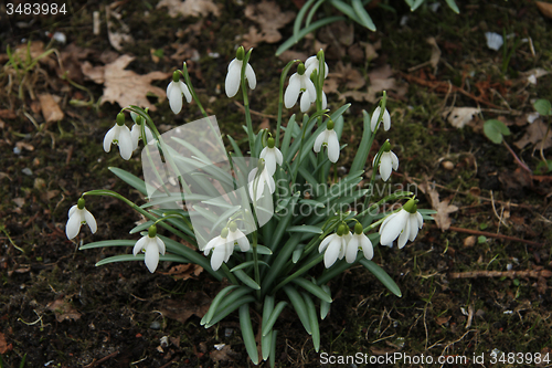 Image of Spring Snowdrops