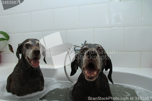 Image of Dogs in the bathtub