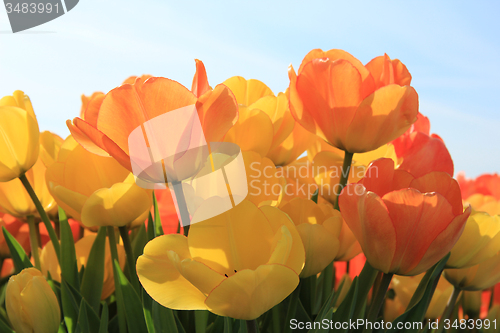 Image of Yellow and orange tulips