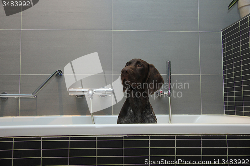 Image of German shorthaired pointer in a bathtub