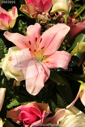 Image of Big pink tigerlily