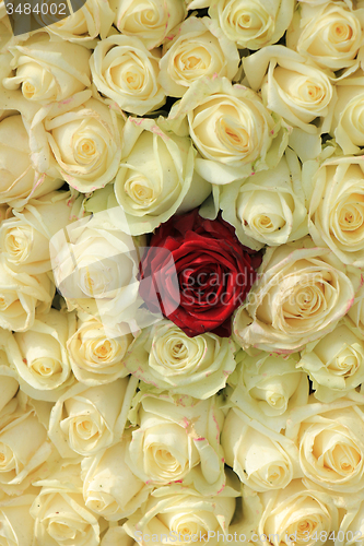 Image of Red rose in white bouquet