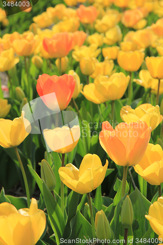 Image of Yellow and orange tulips